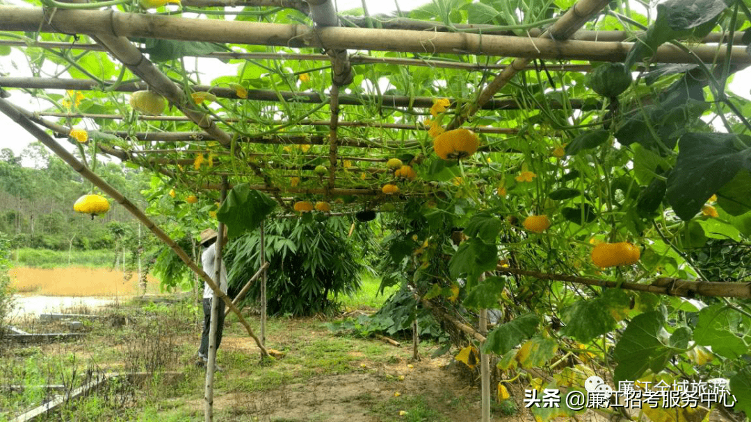 廉江市风水宝地(廉江附近的风水宝地)