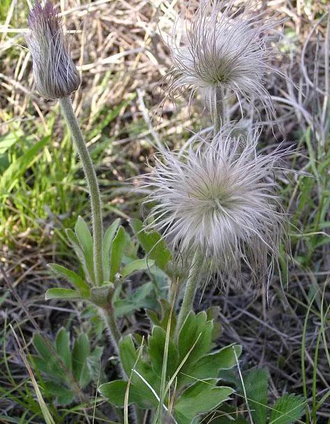 白头翁是正式中名,这个名称来源于《神农本草经》;别名很多,在东北叫