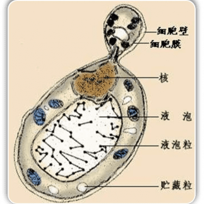发酵粉是什么东西(发酵粉是干什么用的)