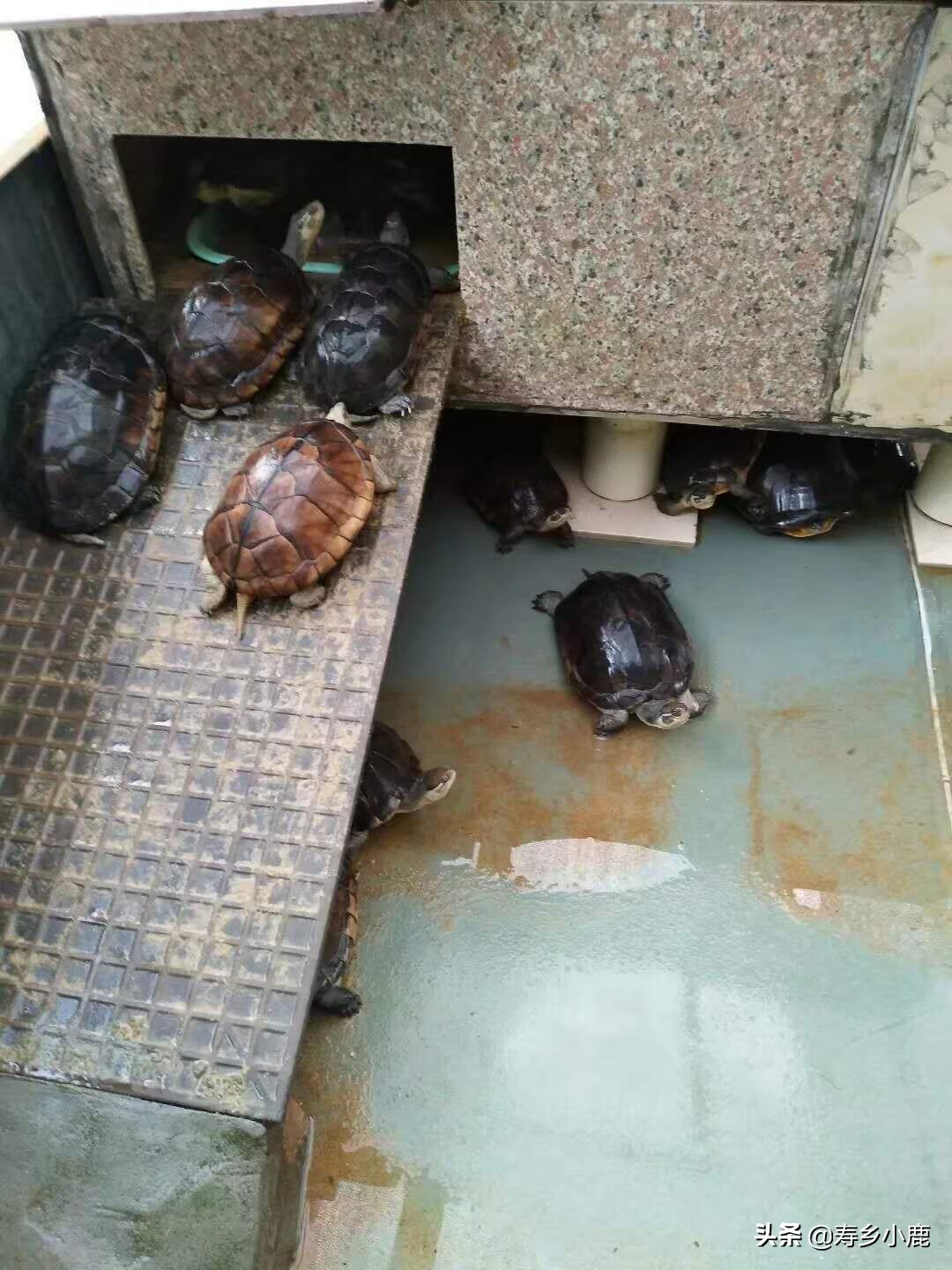 楼顶养乌龟有风水作用吗鱼缸养乌龟风水好不好