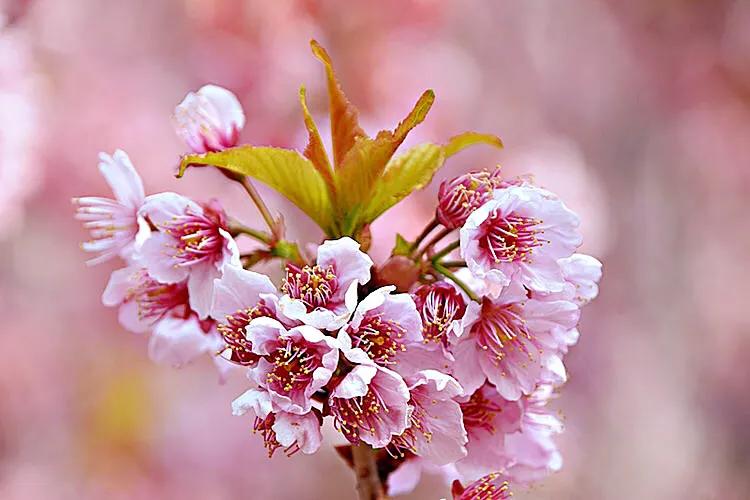 寒绯樱林樱花(八重寒绯樱)