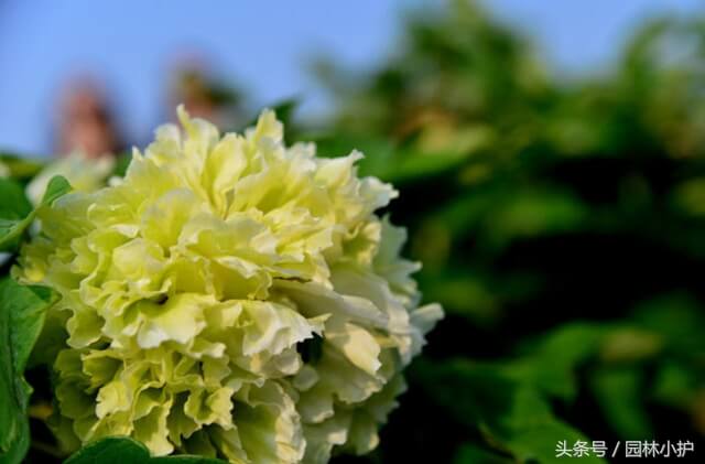 风水学上植物变紫色(风水紫色代表什么意思)