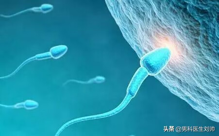 精液检测(医院检查精子多少钱一次)