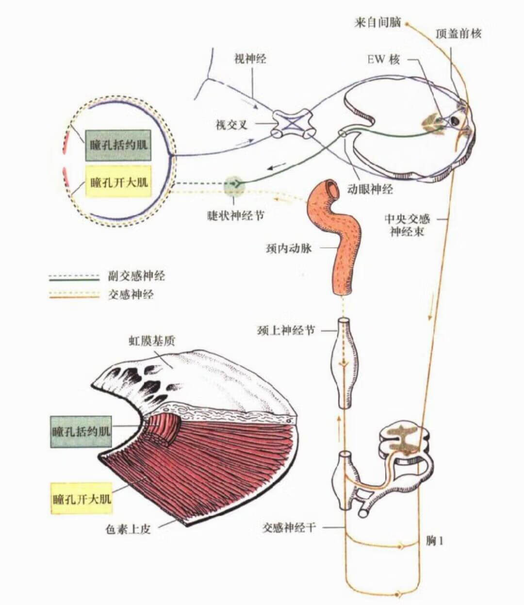 眼睑是哪