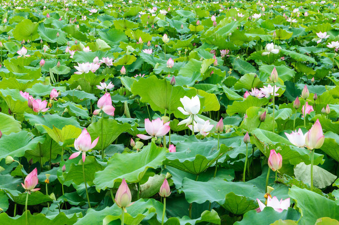 广西百色靖西风水宝地(广西风水宝地大全)