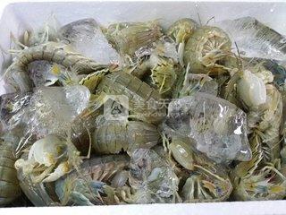 虾爬子是什么意思(虾爬子是皮皮虾吗)