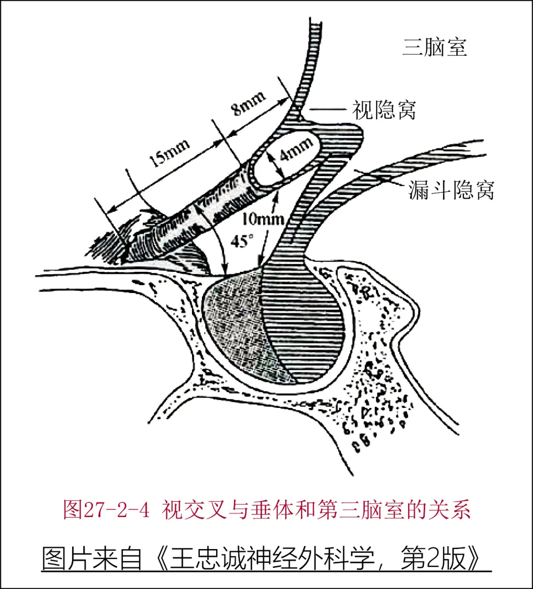 脑垂体的作用和功能(脑垂体干嘛用的)