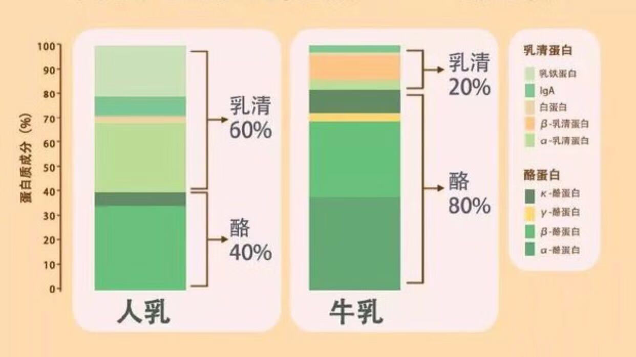 乳铁蛋白奶粉真的好吗(含有乳铁蛋白的奶粉)