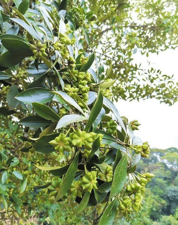 大茴香是什么东西(小茴香是什么东西)