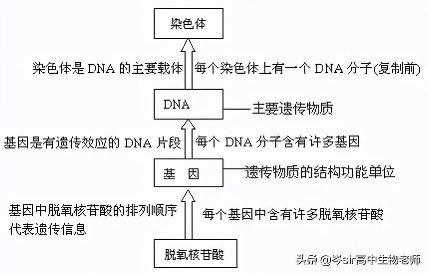 dna分子的结构是什么结构(dna分子具有什么结构)