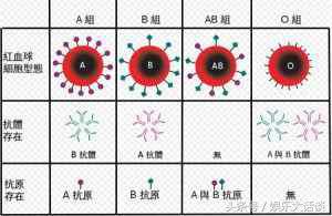 b型血和b型血生出什么血型(b型血人的性格)