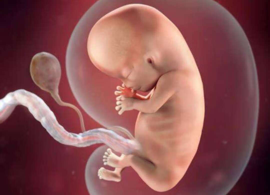 5个月胎儿图(怀孕五个月胎儿图)