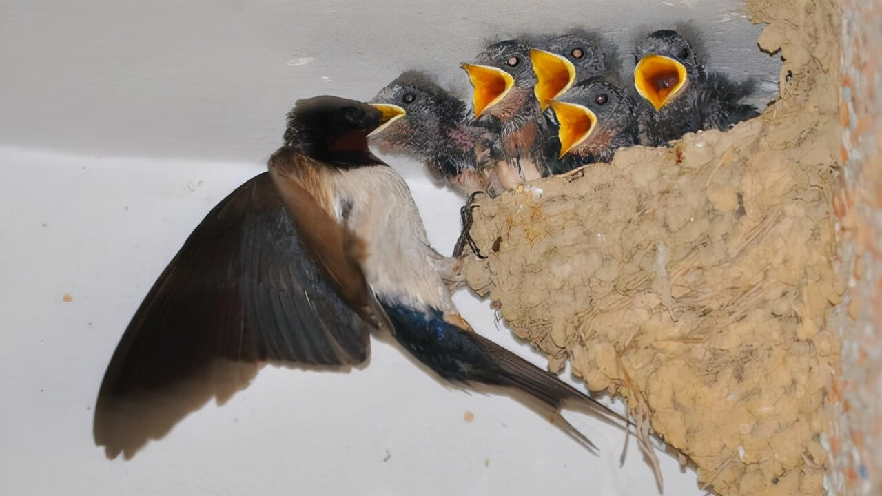 家燕和金腰燕哪个风水好(家燕和金腰燕的窝图片)