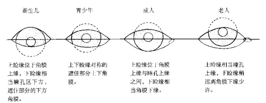 眼睑是哪