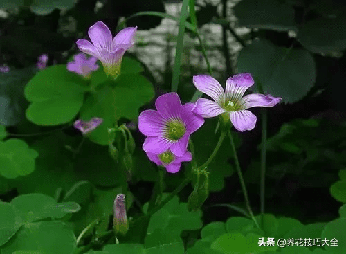 三角梅风水作用(三角梅的寓意和象征风水)