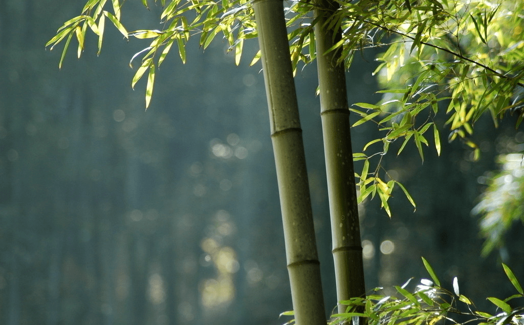 院子里养竹子风水上有什么讲究(室内养竹子好吗)