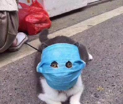 日本沙雕手办达人最新作品，口罩猫，真的是笑到我了