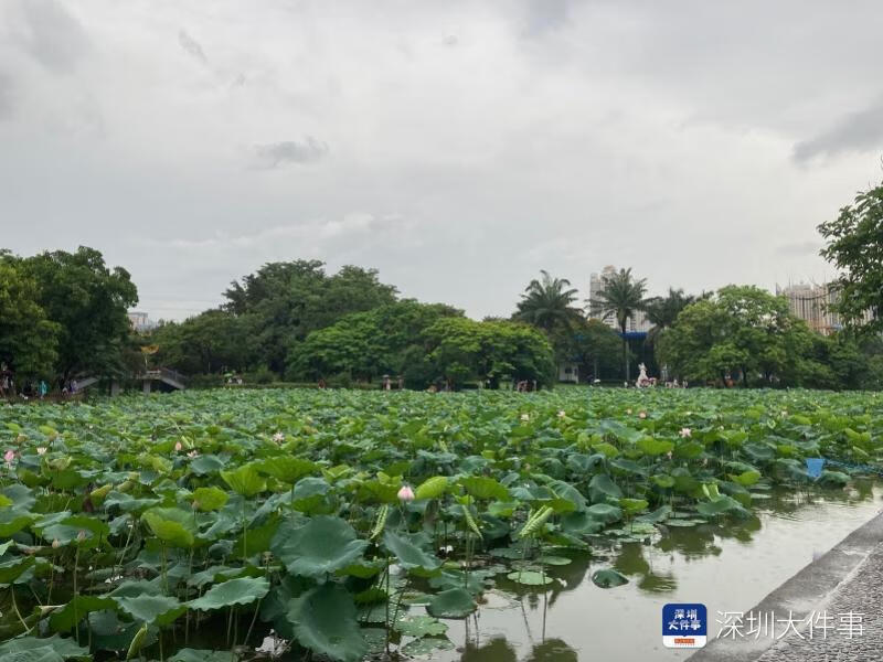 深圳洪湖公园什么时候有荷花(2022洪湖公园荷花什么时候开放)