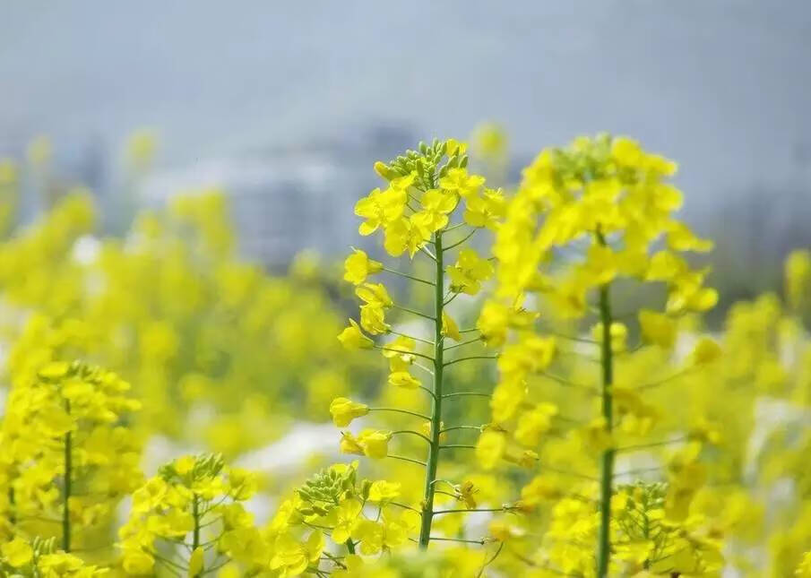油菜花的诗句(到底什么是油菜)