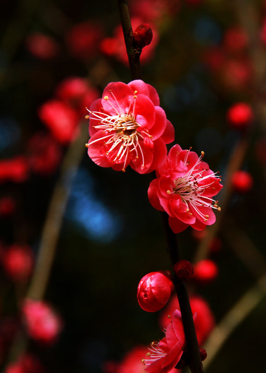 风水讲梅花入屋有德也三年穷(倒地梅花风水)