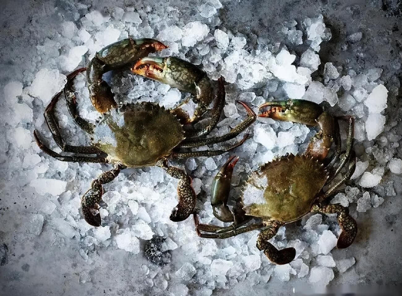 红爪蟹(挠红爪痒痒)-百科学社