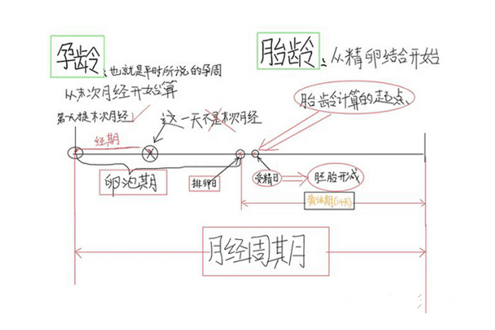 月经来了,会不会怀孕(月经刚走两三天会怀孕吗)