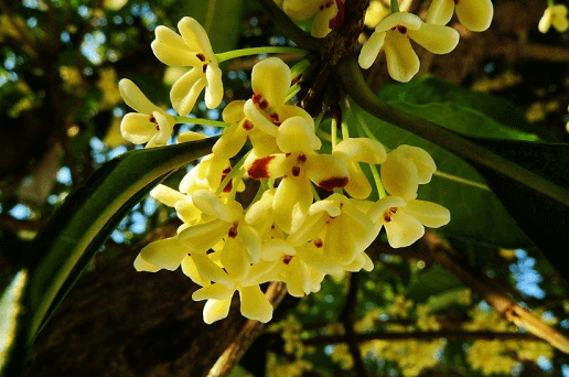 桂花什么时候开的什么季节(桂花是在哪个季节开放)