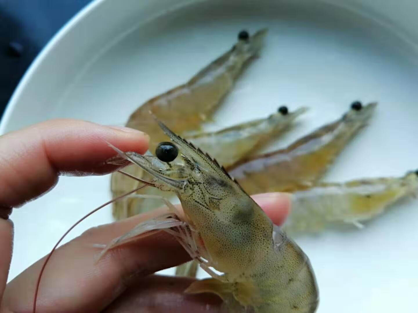 盐水虾的做法大全(盐水虾的正确做法)