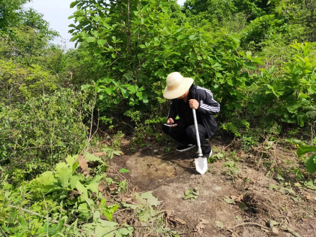 上山龙风水宝地(九龙缠顶风水宝地)