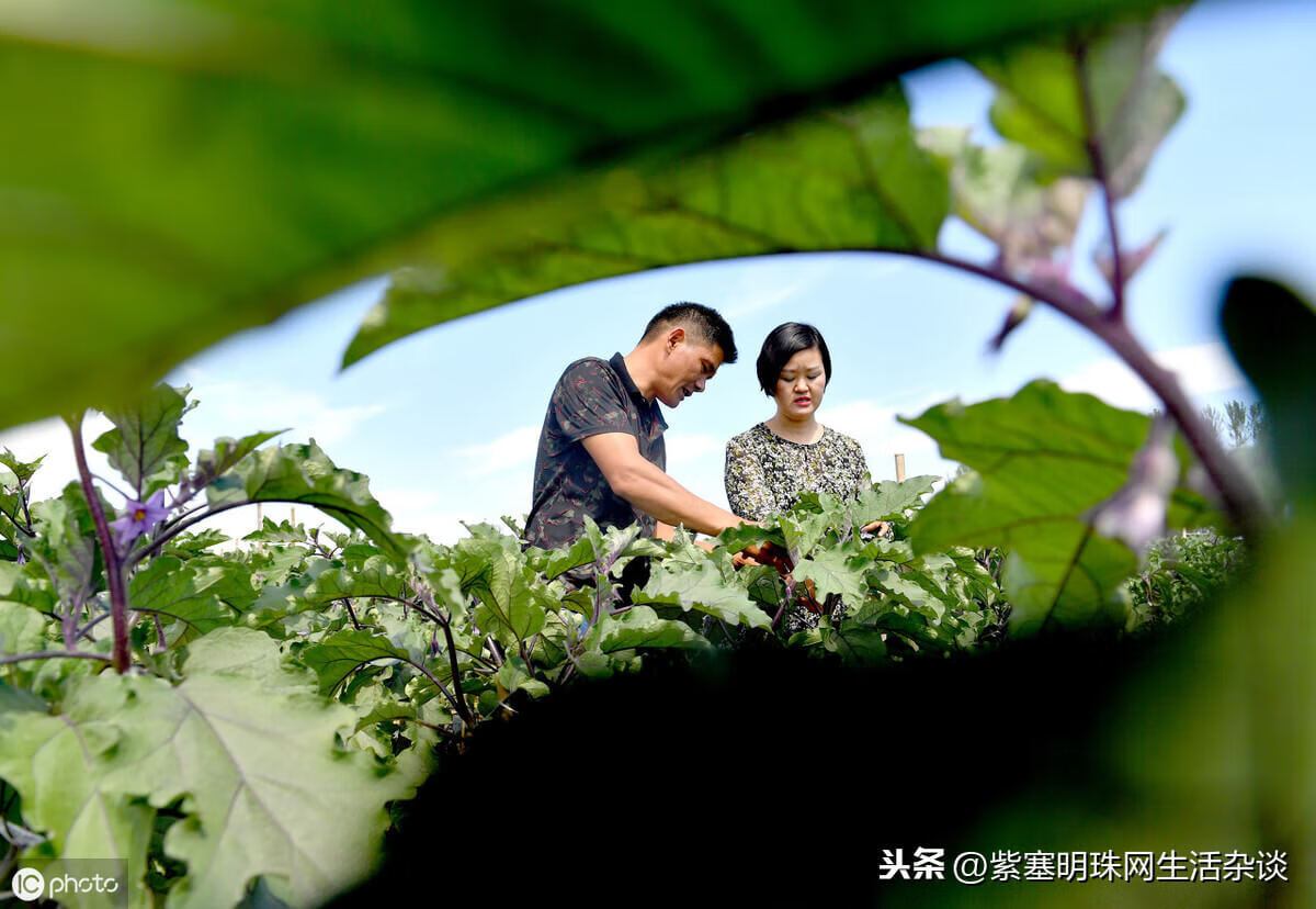 茄子可以生吃吗百度