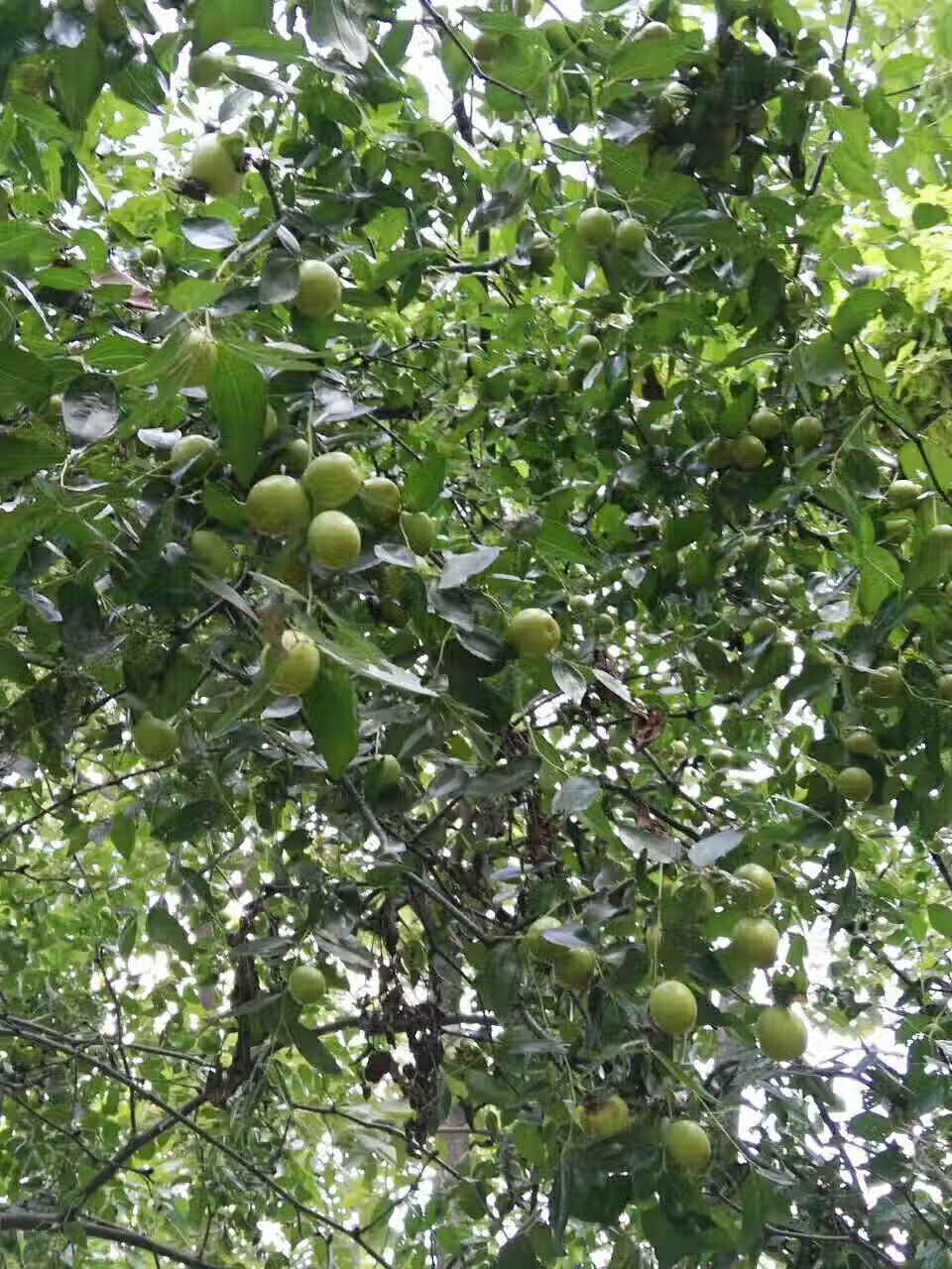 石榴的作用什么(石榴的作用与功效有哪些)
