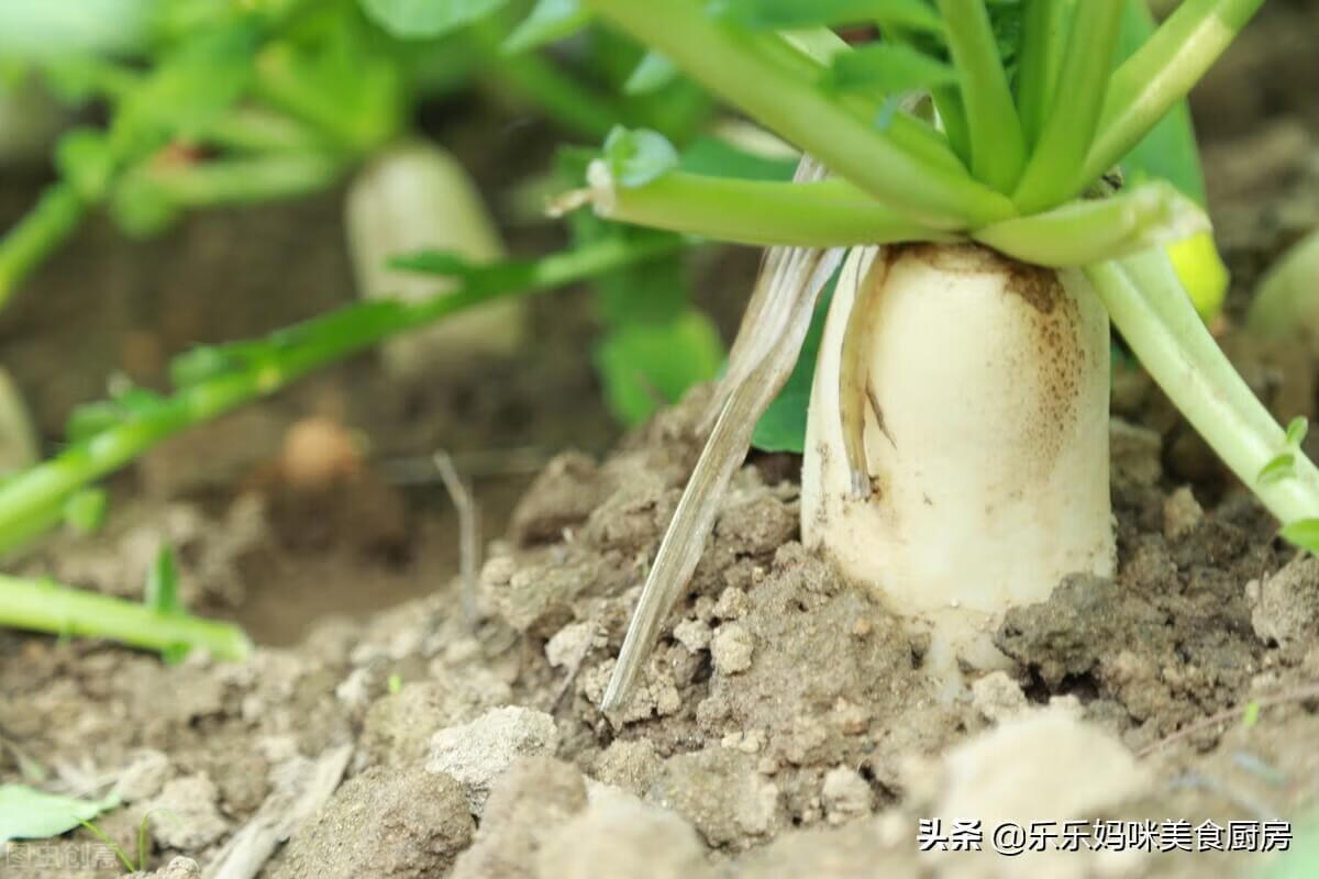 哪些是碱性蔬菜(哪些蔬菜是属于碱性的)