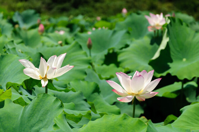 广西百色靖西风水宝地(广西风水宝地大全)