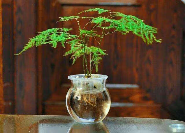 水生植物怎么养好看