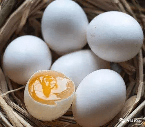 鸽子蛋的营养成分是什么(鸽子蛋的营养成分含量表)