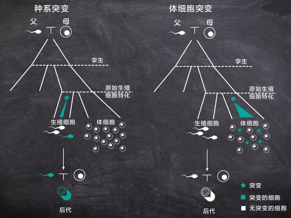 同卵双胞胎怎么形成(同卵双胞胎是怎么形成的)