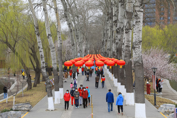 北京樱花在哪看(北京赏樱花的地方有哪些)