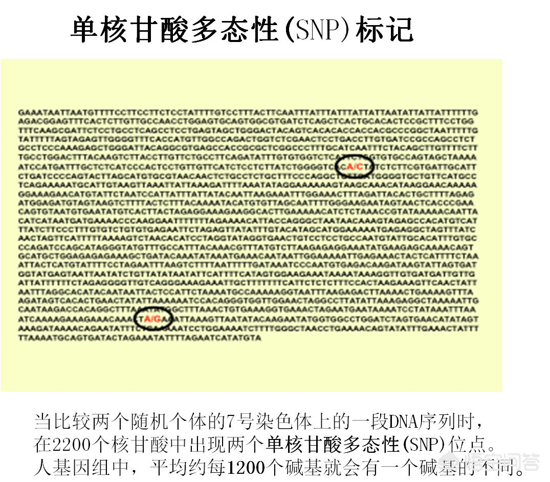 亲子鉴定的原理(亲子鉴定依据什么原理)