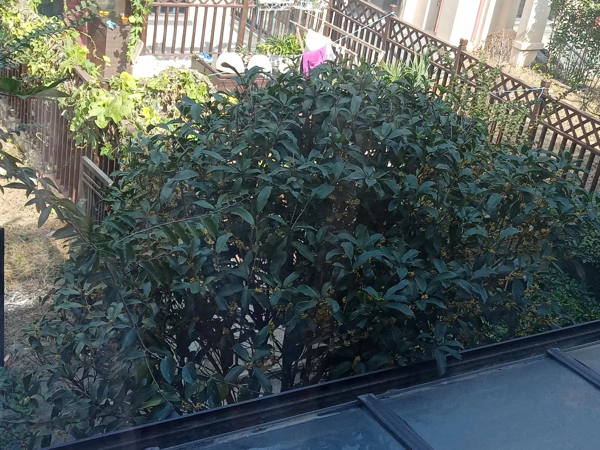 桂花树可以种在后门吗