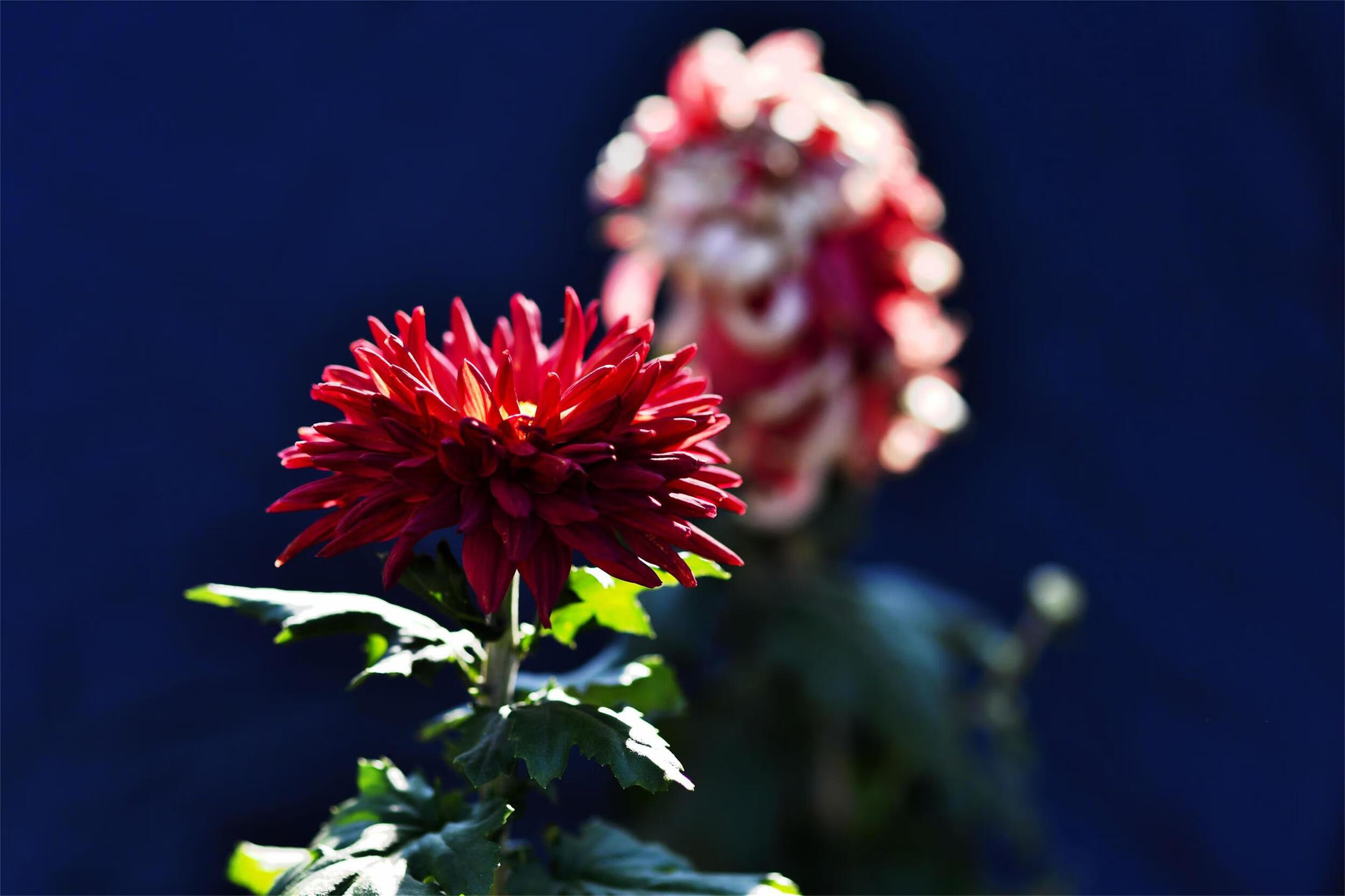 菊花的寓意和象征风水(菊花寓意什么意思)