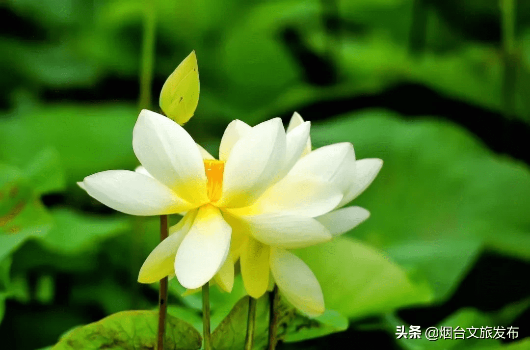 荷花什么时候开放时间几点