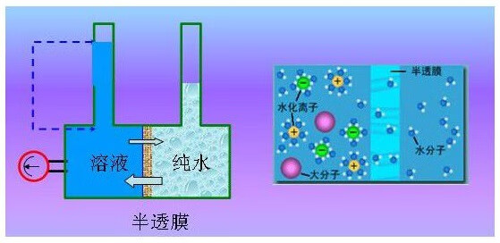 葡萄浓缩汁(浓缩汁有哪些)