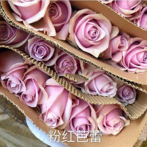野玫瑰花粉颜色(野山花粉的功效与作用)