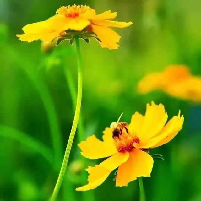 黄菊花的功效