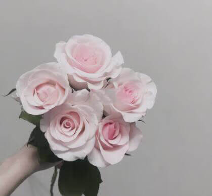 野玫瑰花粉颜色(野山花粉的功效与作用)