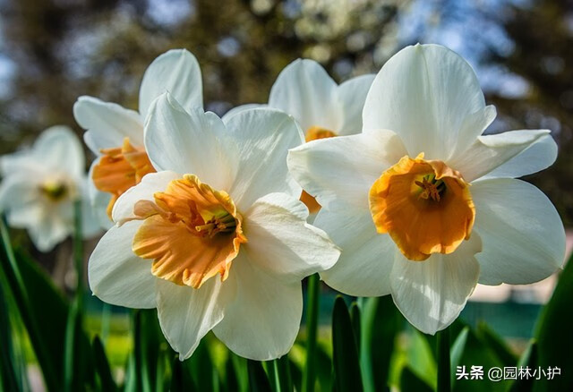水仙花有毒吗?可以在室内养吗(水仙花在室内养对人体有害吗)