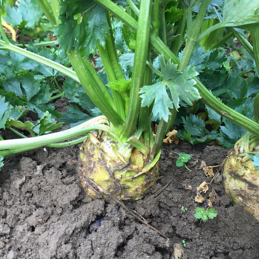 根芹美女国外留学回家养芹菜胖得像孕妇不论斤卖而论根长啥样