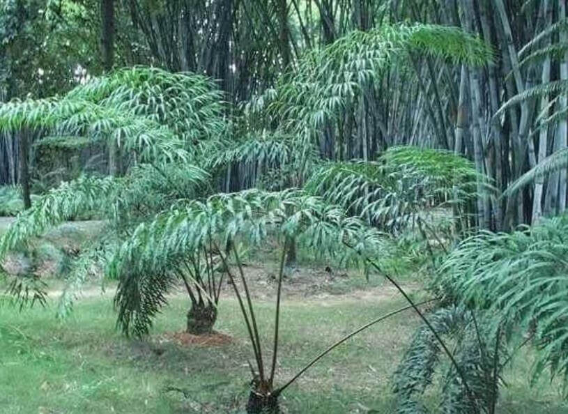 植物界的活化石是什么(什么被称为植物界的活化石)