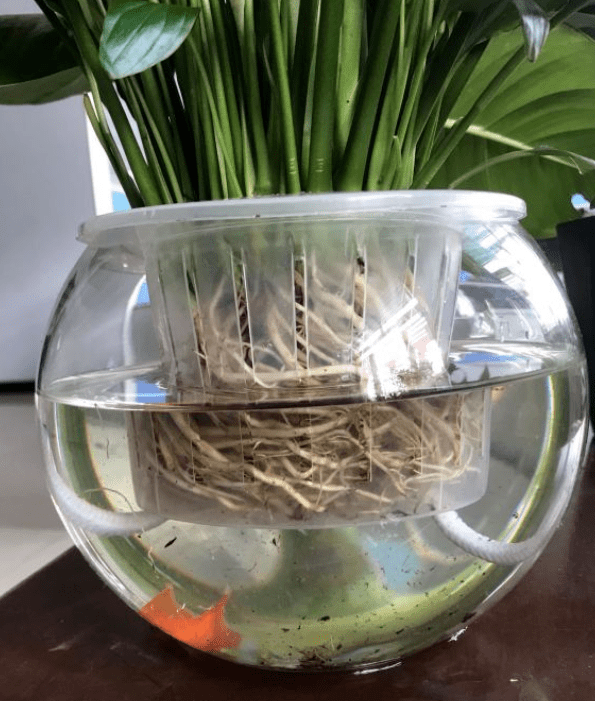 可以在水里养的花(水里面什么最好养)