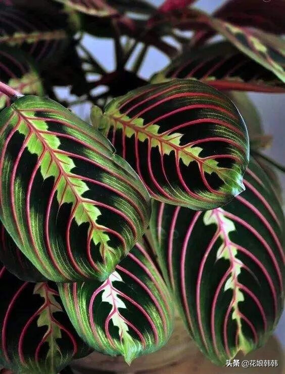 披针叶竹芋的寓意(披针叶竹芋叶子枯黄)